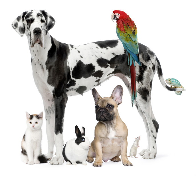 Country Court Animal Hospital