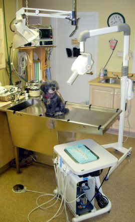 Charlie, Dr. Block's dog, showing off our dental suite