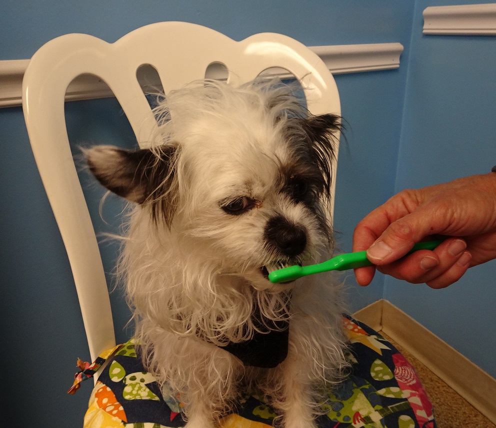 Dog getting teeth brushed